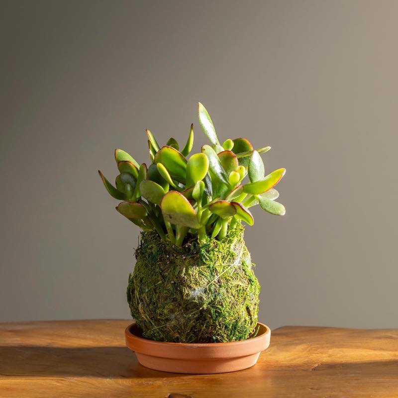 Jade Kokedama Ball with Saucer