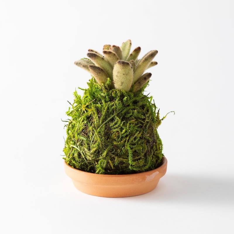 Mini Plant Kokedama Moss Ball Trio, Set of 3