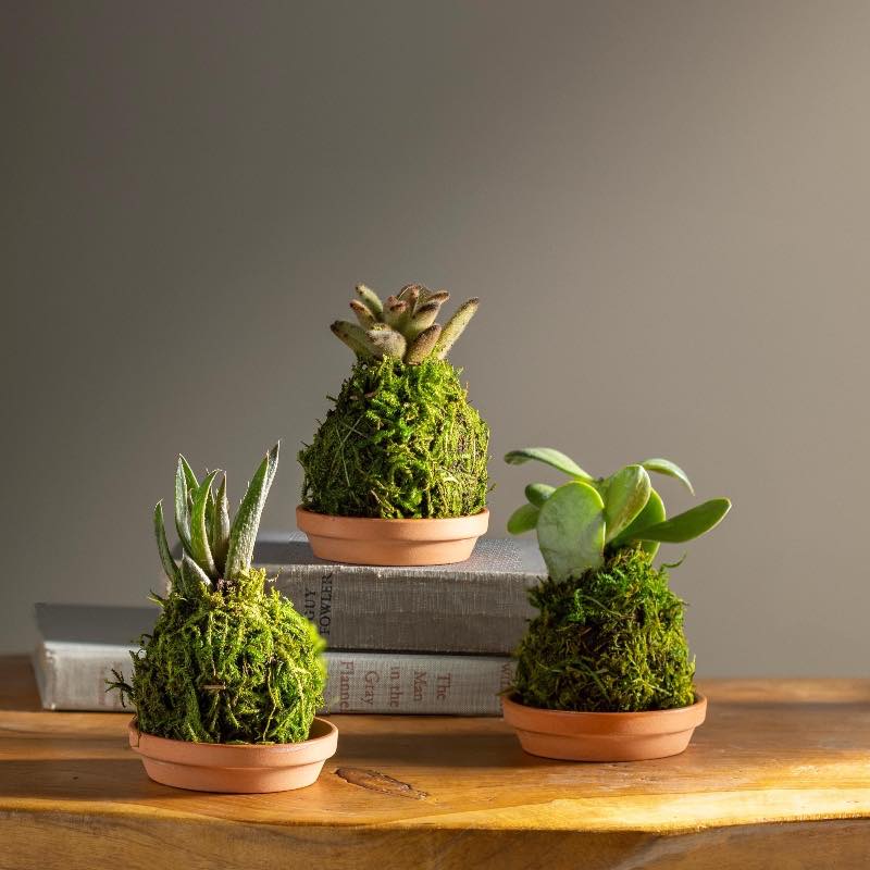 Mini Plant Kokedama Moss Ball Trio, Set of 3