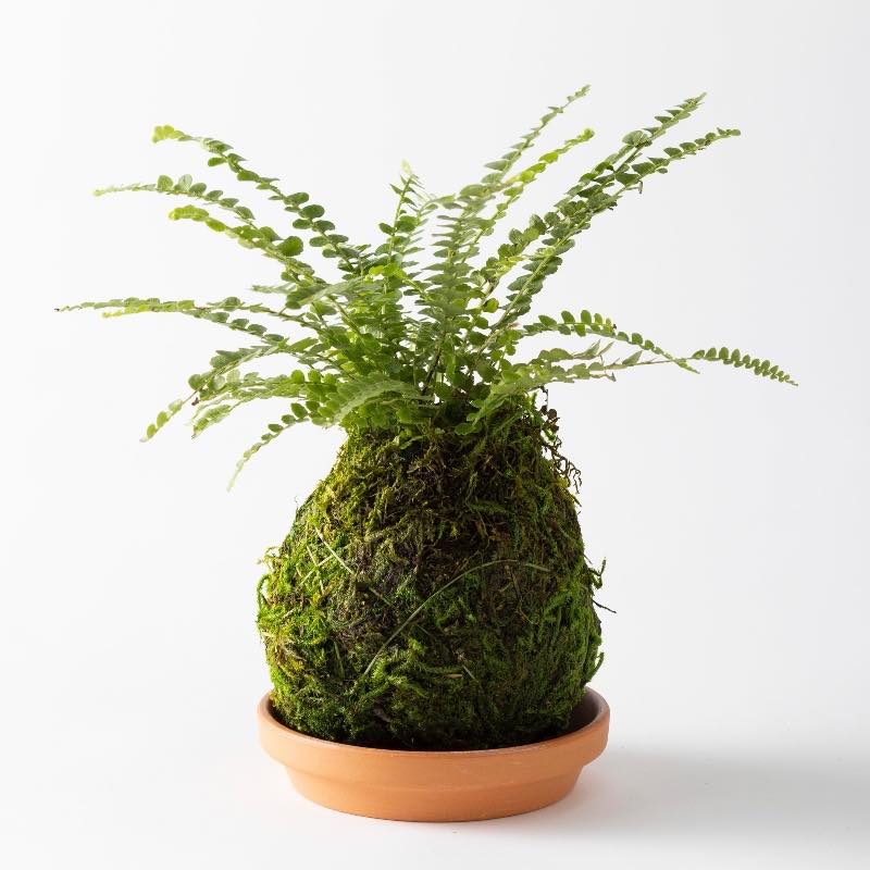 Fern Button Kokedama Ball with Saucer