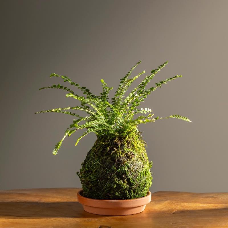 Fern Button Kokedama Ball with Saucer