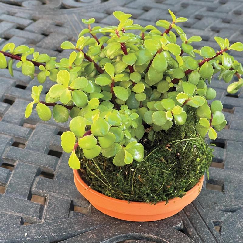 Elephant Bush Kokedama Ball with Saucer