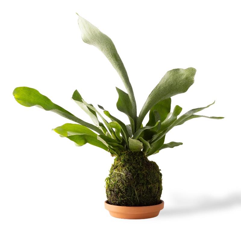 Staghorn Fern Kokedama Ball with Saucer