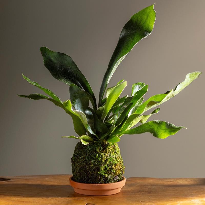 Staghorn Fern Kokedama Ball with Saucer