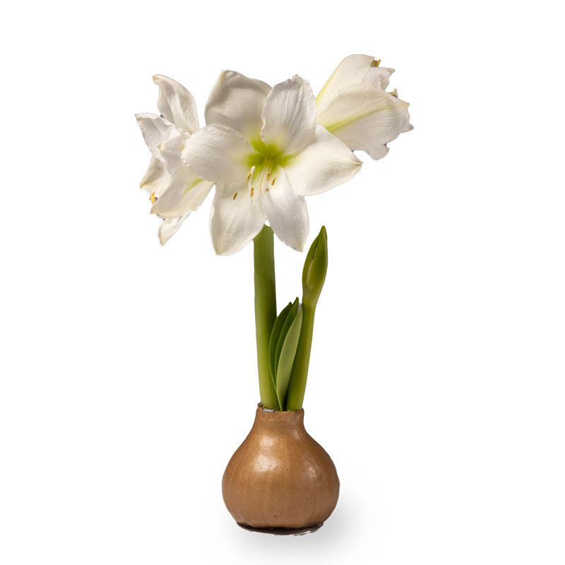 No-Water Wax Dipped Amaryllis Bulb (Gold)