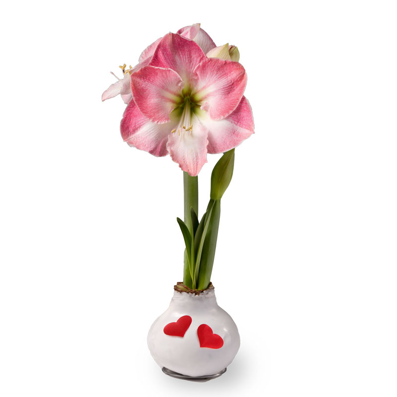 No-Water Wax Dipped Amaryllis Bulb (Love)