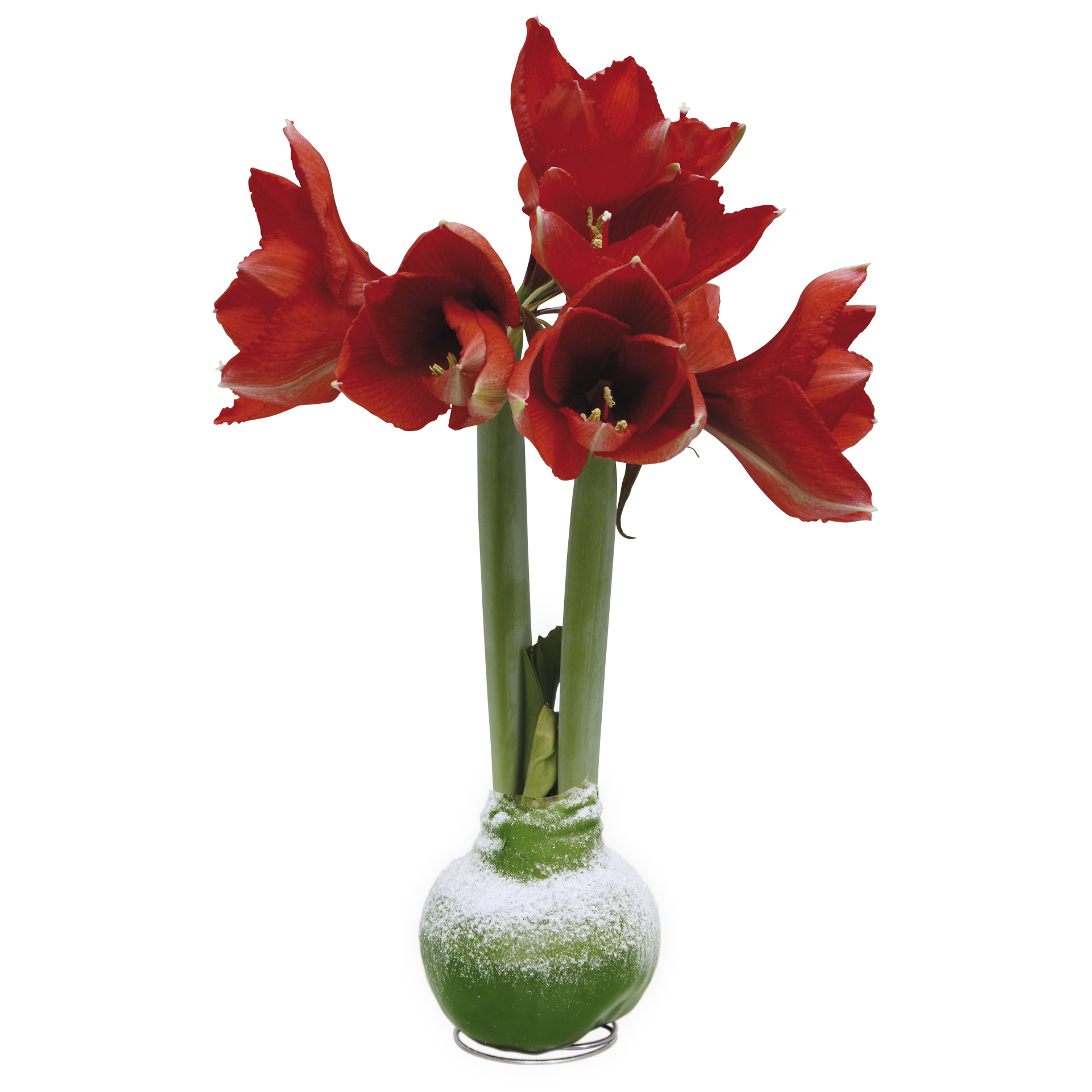 No-Water Wax Dipped Amaryllis Bulb (Green)